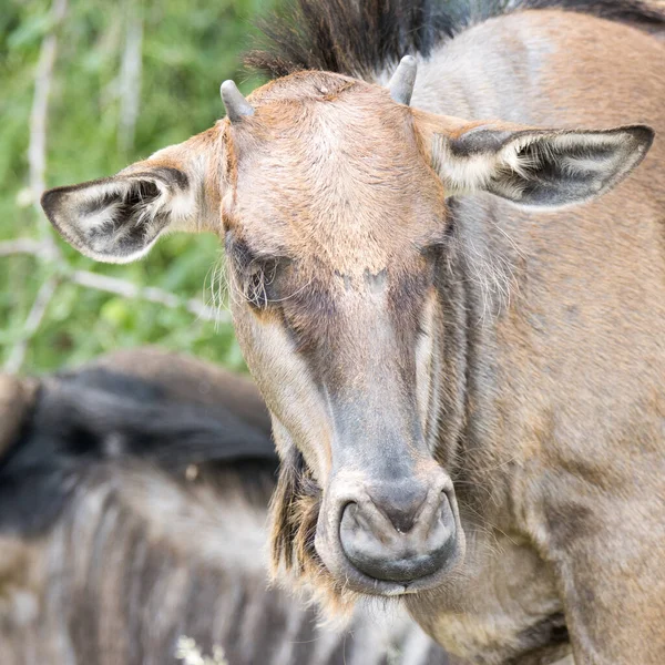 Wildebeest Cielę Kruger Park Antylopa Która Jest Powszechną Zdobyczą Dużych — Zdjęcie stockowe