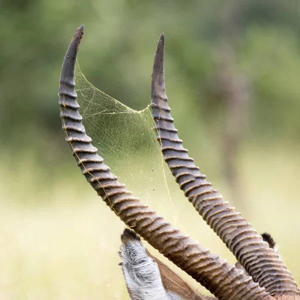 クルーガー国立公園 オスのウォーターバックの角の間のクモの巣のオッズ — ストック写真