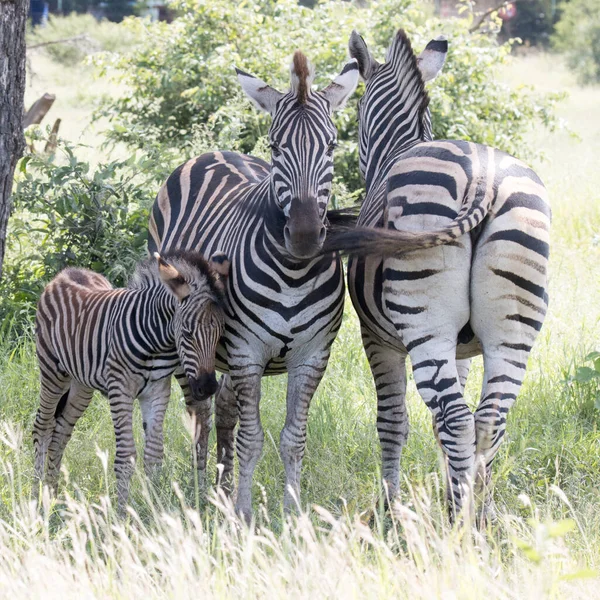 Parco Nazionale Kruger Famiglia Zbra Cerca Ombra Dal Sole Mezzogiorno — Foto Stock