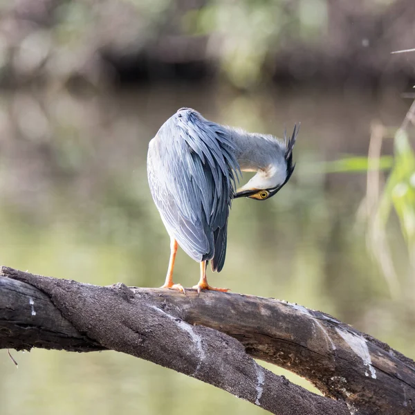 Parque Nacional Kruger Heron Verde Suportado Caça Para Presa — Fotografia de Stock