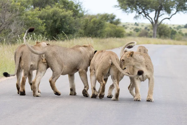 Nationaal Park Kruger Leeuwengroet Midden Weg — Stockfoto
