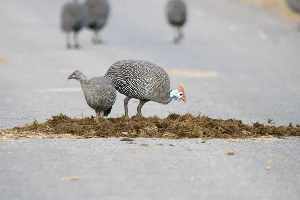 Εθνικό Πάρκο Kruger Φραγκόκοτες Που Αναζητούν Έντομα Και Προνύμφες Κοπριά — Φωτογραφία Αρχείου