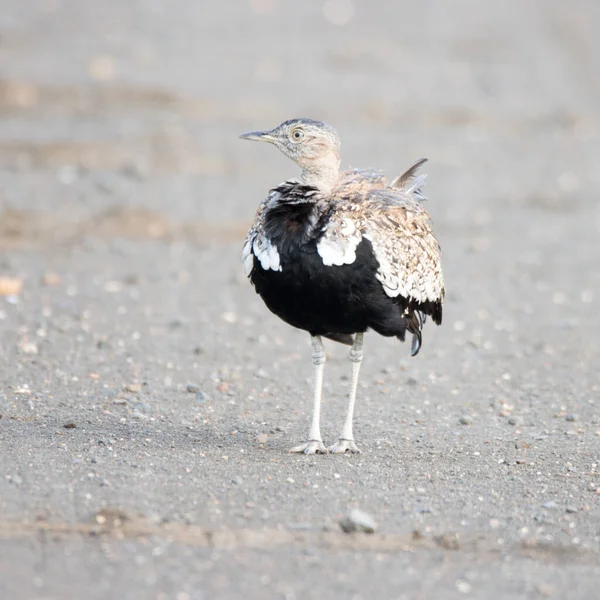 Kruger Nemzeti Park Vörös Tarajú Korhaan — Stock Fotó