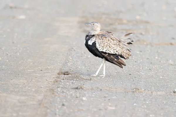 Kruger National Park Red Crested Korhaan — 스톡 사진