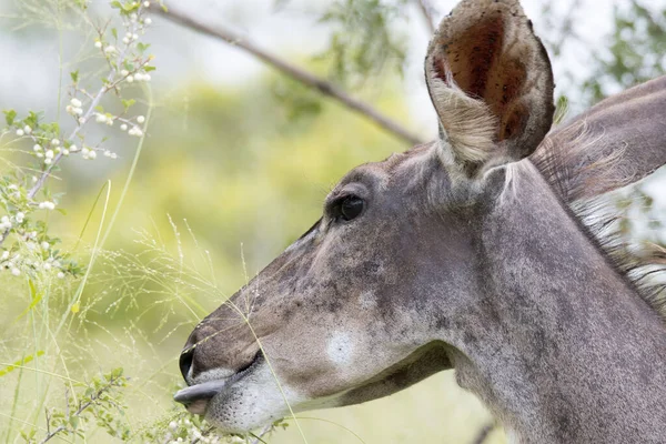 Národní Park Kruger Kráva Kudu — Stock fotografie