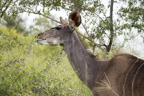 Nationaal Park Kruger Kudu Koe — Stockfoto