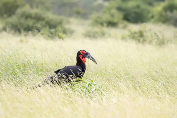 Εθνικό Πάρκο Kruger Southern Ground Hornbill Αναζήτησης Τροφής — Φωτογραφία Αρχείου