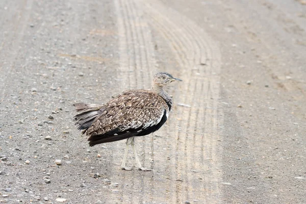 Kruger Ulusal Parkı Kırmızı Ibikli Koreli Erkek — Stok fotoğraf