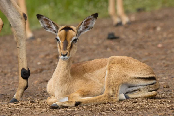 Parco Nazionale Kruger Baby Impala Estate — Foto Stock