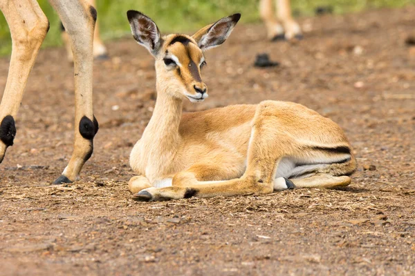 Parque Nacional Kruger Bebê Impala Verão — Fotografia de Stock