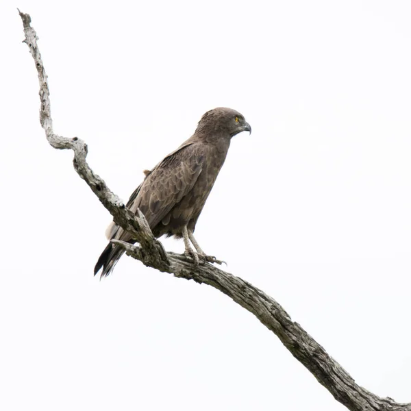 克鲁格国家公园 褐色的蛇鹰栖息在枯树中 — 图库照片