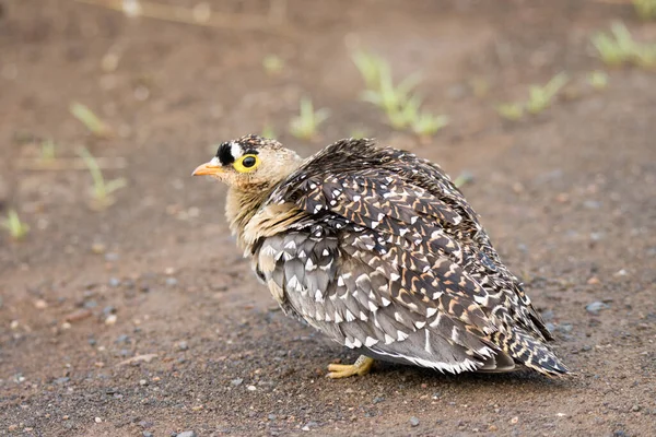 Parque Nacional Kruger Dupla Faixa Sandgrouse Macho — Fotografia de Stock