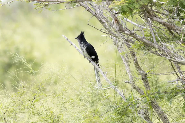 Kruger Nationalpark Levaillant Gök Stockfoto