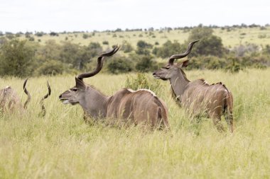 Kruger Ulusal Parkı: Yaz otlaklarındaki boğalar