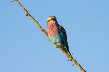Kruger Ulusal Parkı: Leylak göğüslü silindir