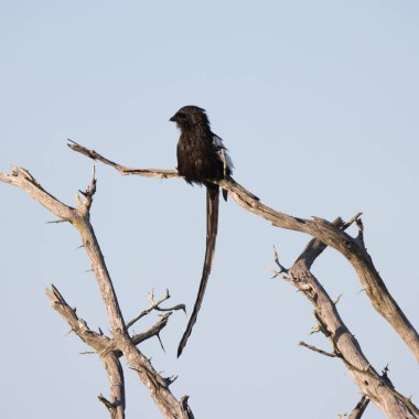 Kruger Ulusal Parkı: Saksağan örümceği ölü ağaca tünedi