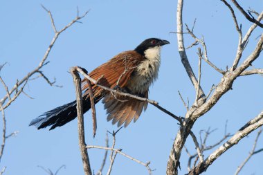 Kruger Ulusal Parkı: Burchell 's coucal