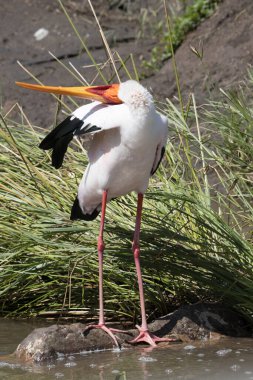 Kruger Ulusal Parkı: Sarı gagalı leylek