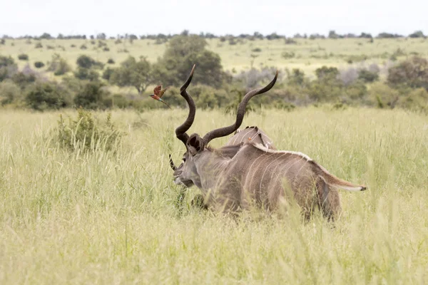 Parque Nacional Kruger Toros Kudu Tierras Pastoreo Verano — Foto de Stock