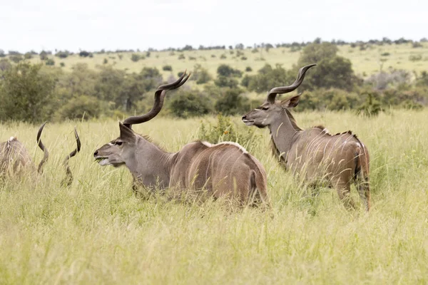 Parque Nacional Kruger Toros Kudu Tierras Pastoreo Verano —  Fotos de Stock