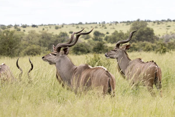 Parque Nacional Kruger Toros Kudu Tierras Pastoreo Verano —  Fotos de Stock