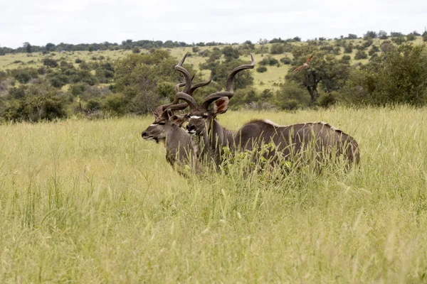 Parque Nacional Kruger Toros Kudu Tierras Pastoreo Verano —  Fotos de Stock