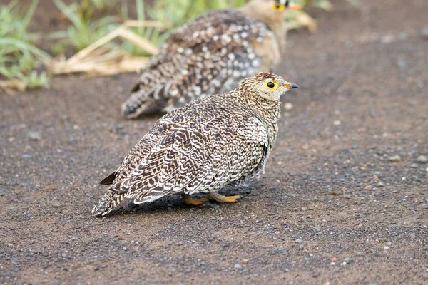 Parque Nacional Kruger Dupla Faixa Sandgrouse Fêmea — Fotografia de Stock