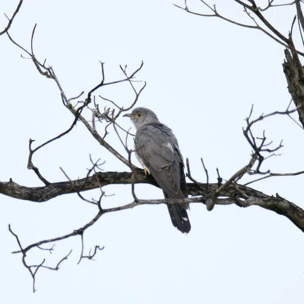 크루거 Common Cuckoo — 스톡 사진
