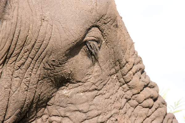 Parque Nacional Kruger Primer Plano Del Elefante — Foto de Stock