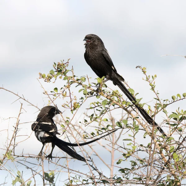 Kruger National Park Γαρίδες — Φωτογραφία Αρχείου