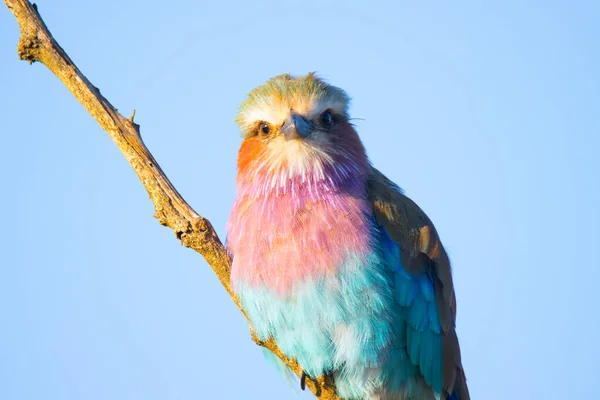 Parc National Kruger Rouleau Poitrine Lilas — Photo