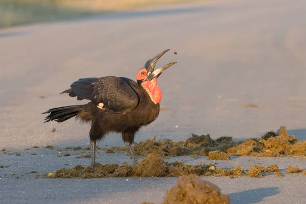 Parco Nazionale Kruger Sud Ground Hornbill — Foto Stock