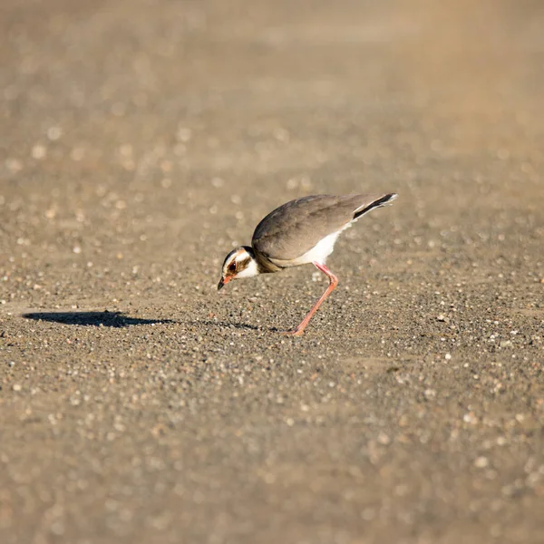 Kruger National Park Curso Alado Bronze — Fotografia de Stock