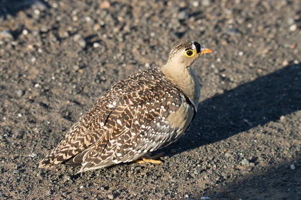 Kruger National Park Double Banded Sandgrouse Male — Stock Photo, Image