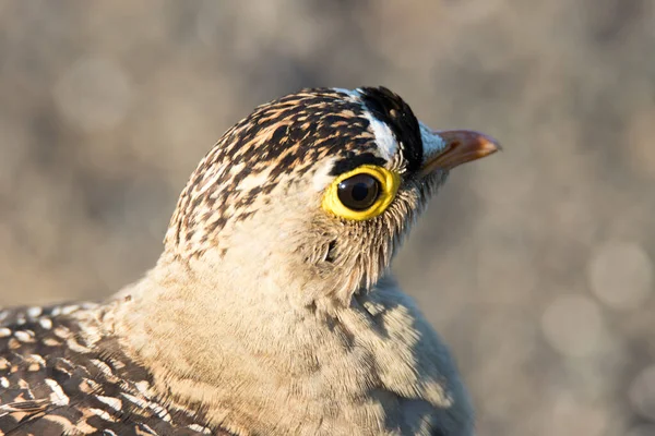 Kruger Ulusal Parkı Çift Bantlı Kum Tavuğu Erkek — Stok fotoğraf