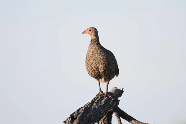 Kruger National Park Swainson Spurfowl — Stock fotografie