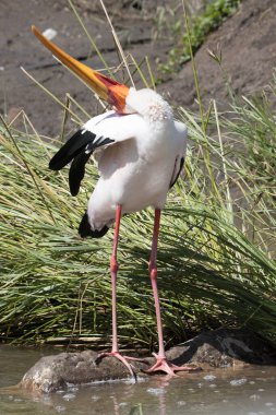 Kruger Ulusal Parkı: Sarı gagalı leylek