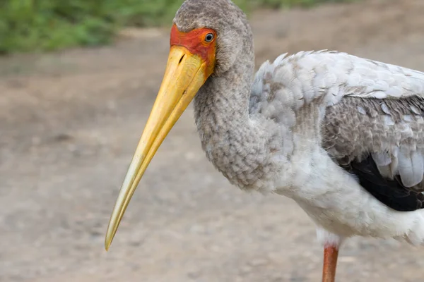 Kruger National Park Κίτρινος Πελαργός Νεανικός — Φωτογραφία Αρχείου