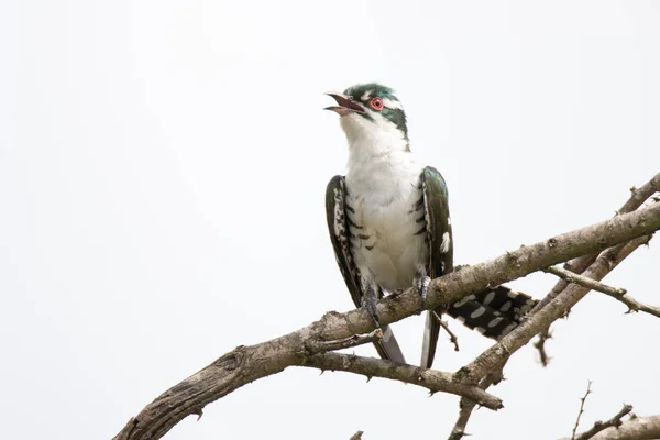 Εθνικό Πάρκο Kruger Diderick Κούκος — Φωτογραφία Αρχείου