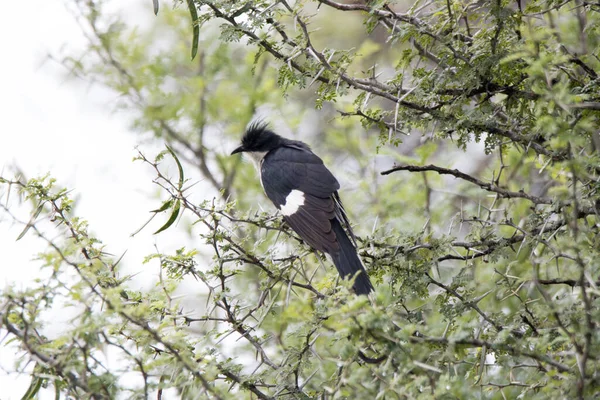 Kruger National Park Jacobin Cuckoo — 스톡 사진