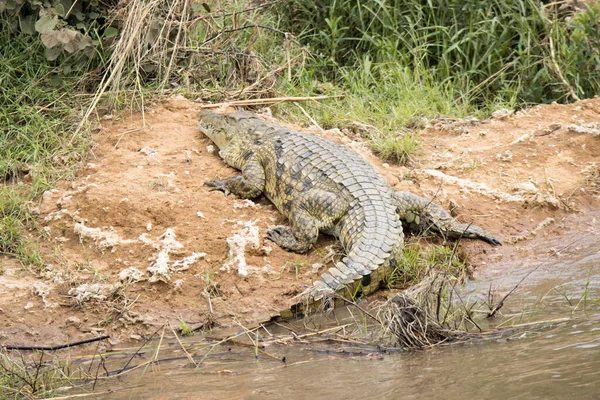 Kruger National Park Crocdile Resting Banks Sabie River — Stock Photo, Image