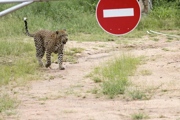 Krüger Nationalpark Leopard Auf Feldweg Ohne Hinweisschild — Stockfoto