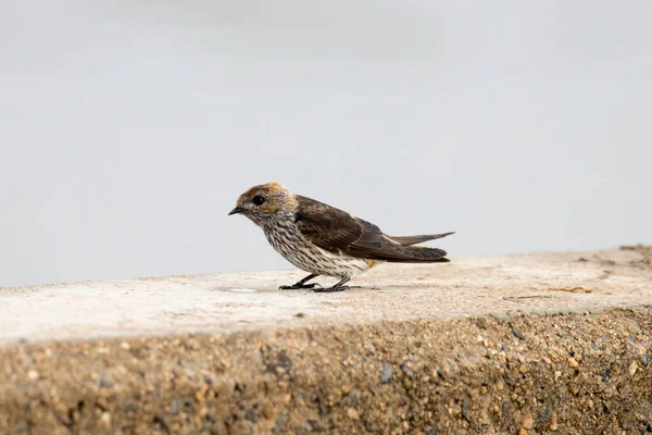 Kruger National Park Lesser Striped Swallow Juvenile — Stok Foto