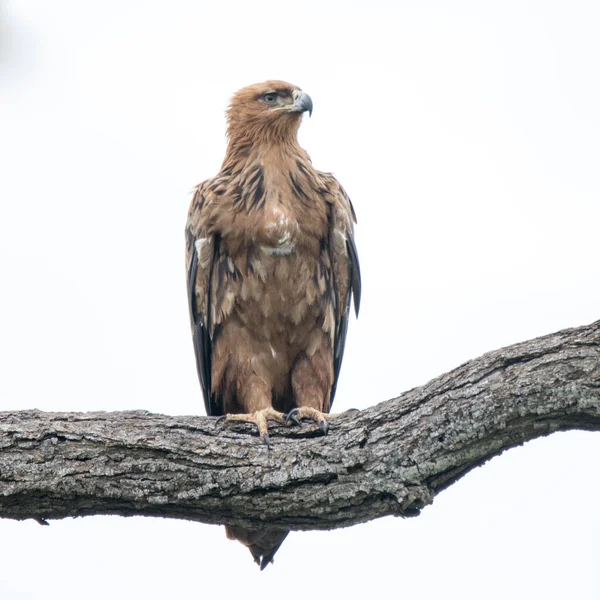Національний Парк Крюгер Пухнастий Орел Сидить Мертвому Дереві — стокове фото