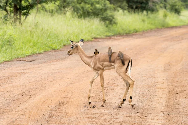 Park Narodowy Kruger Jagnięcina Impala Ptaszkami — Zdjęcie stockowe