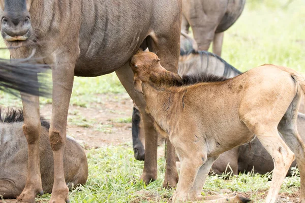 Национальный Парк Крюгер Теленок Антилопы Пьет Матери — стоковое фото