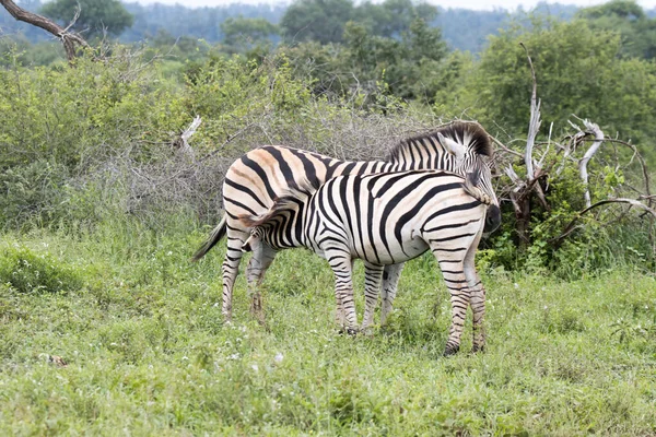 Park Narodowy Kruger Źrebak Zebry Pijący Matki — Zdjęcie stockowe