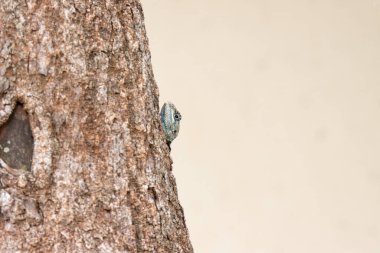 Kruger Nasyonel Geçidi: Ağaçta mavi agama kertenkelesi