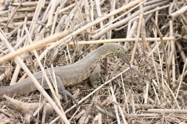 Kruger Ulusal Parkı: Su İzleyici yiyecek arıyor