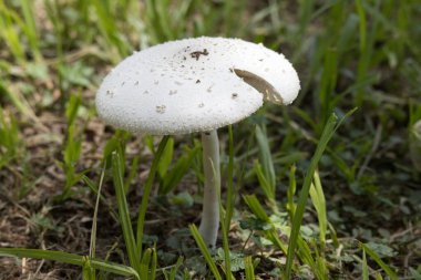 Kruger Ulusal Parkı: Mantar